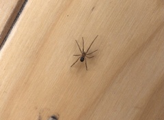 Steatoda