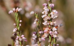 Erica articularis