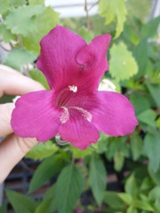 Lophospermum