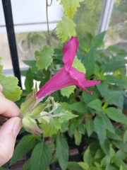 Lophospermum