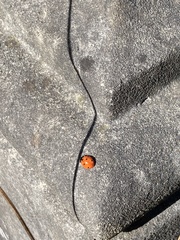 Coccinella septempunctata
