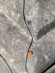Coccinella septempunctata