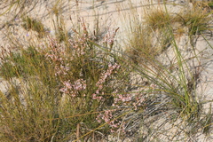 Erica articularis