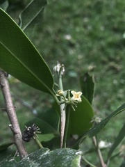 Daphnopsis caracasana