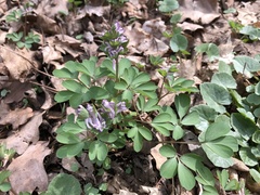 Corydalis pumila