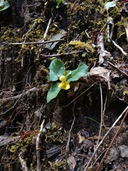 Viola rotundifolia