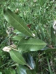 Daphnopsis caracasana