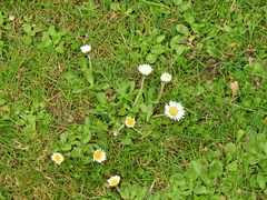 Bellis perennis