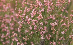 Erica umbelliflora