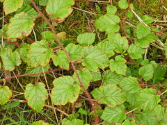 Rubus tricolor