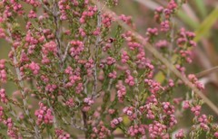 Erica umbelliflora