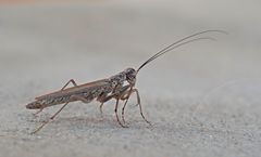 Mantoida