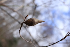 Amphibolips acuminata