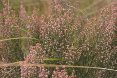 Erica umbelliflora