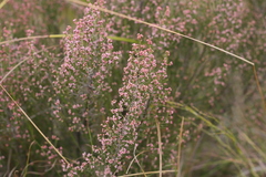 Erica umbelliflora