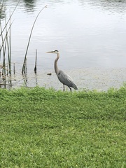 Ardea herodias