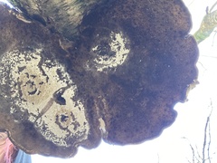 Fomitopsis betulina