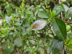 Phyllonorycter leucographella