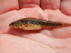 Iowa Darter photo 5