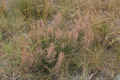 Erica umbelliflora
