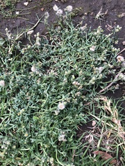 Erigeron variifolius