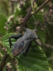 Pachylis heteropus
