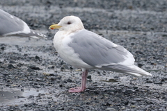 Larus glaucescens × hyperboreus