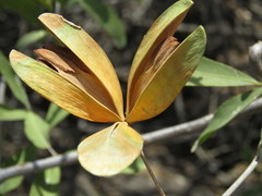 Semialarium mexicanum