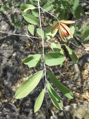 Semialarium mexicanum