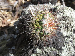 Mammillaria scrippsiana