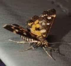 Diathrausta ochreipennis