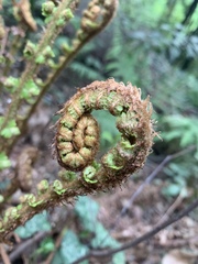 Dryopteris affinis