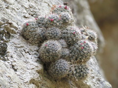 Mammillaria arreolae
