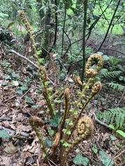 Dryopteris affinis