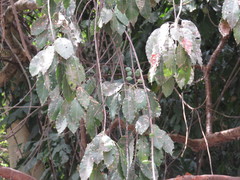 Sideroxylon capiri tempisque