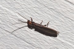 Aposthonia ceylonica