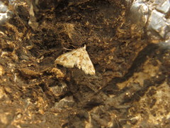 Oxyelophila callista