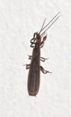 Aposthonia ceylonica