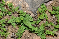 Oeosporangium