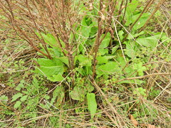 Rumex obtusifolius