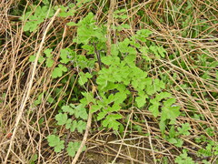 Heracleum sphondylium