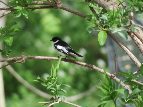 Papamoscas semiacollarado (Ficedula semitorquata)