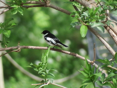 Ficedula semitorquata