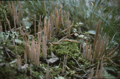 Alloclavaria