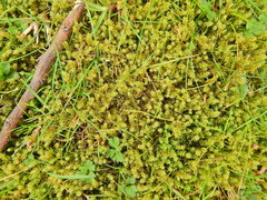 Rhytidiadelphus squarrosus