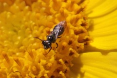 Ceratina acantha