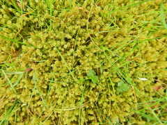 Rhytidiadelphus squarrosus