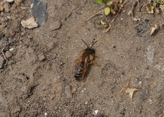Andrena flavipes