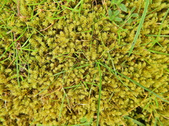 Rhytidiadelphus squarrosus