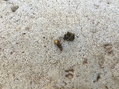 Paropeas achatinaceum